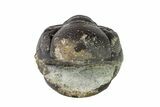 Wide, Enrolled Austerops Trilobite - Morocco #156991-1
